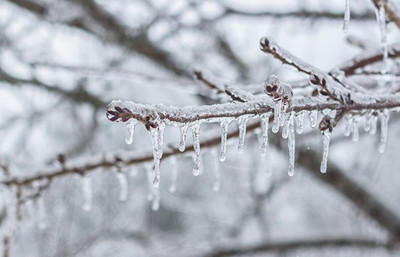 “Sigortalı alanların yüzde 50’sinde zirai don teminatı yok”