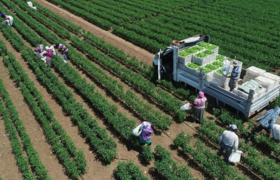 TÜİK tahminine göre bitkisel üretimde sert düşüş