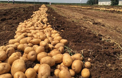 TİGEM tohumluk patates üretimi için arazi kiraya verecek