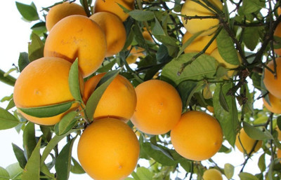 Limon fiyatı önümüzdeki yıl daha sıkıntılı olacak’