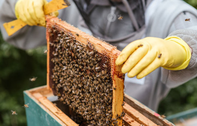 Bal üreticilerine 'ana arı' desteği