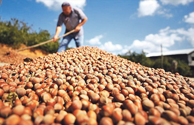 Sabır: Fındık üretiminde değişim ve iyileştirme şart