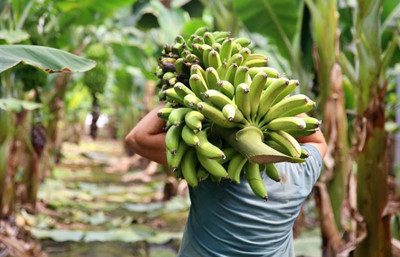 Kazakistan’da ilk muz üretimi Türk şirketten