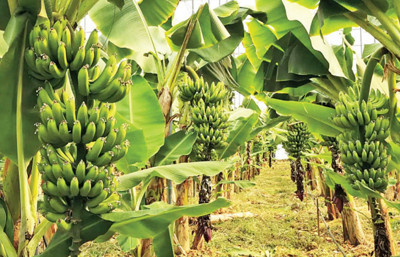 Alternatif ürüne yönlendirdi