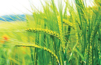 Yüksek sıcaklar ekinlerde rekolte kaybı riskini getirdi