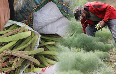 Işgın tezgahlardaki yerini aldı (Işgın 'yayla muzu' nedir, hangi besinlere ve vitaminlere sahip?