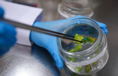 Türk bilim insanları bibere acılık veren geni 'susturdu'