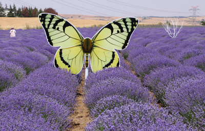 Tekirdağ lavanta bahçeleri bölge turizmini hareketlendirdi