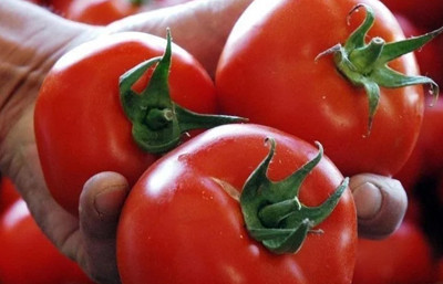 Yüzde 30, su tasarrufuyla daha verimli domates