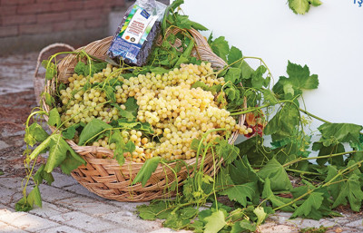 Manisa Sultani Üzümü koruma altında