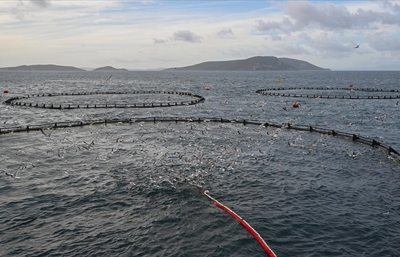 Muğla'dan ihraç edilen deniz ürünleri en çok ABD, Rusya ve Japonya'da tüketiliyor