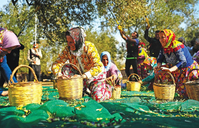 Ayvalık zeytinyağında marka atağı