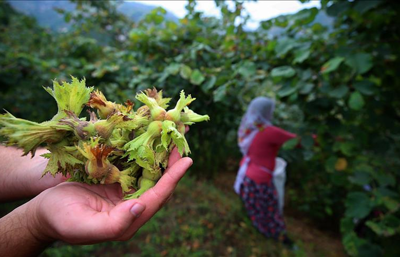 Düzde ekim ayında 4,5 bin tonu aşan fındık ihracatıyla rekor kırdı