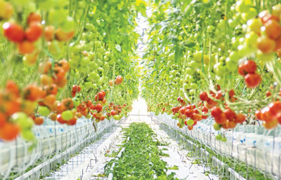 Tek çatı altında en büyük sera Afyon’da