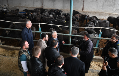 Manda yetiştiricilerine yüzde 50 hibeli destek