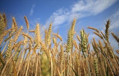 Rusya’dan tahıl ihracatında tarihi zirve: 72 milyon ton ile rekor kırıldı