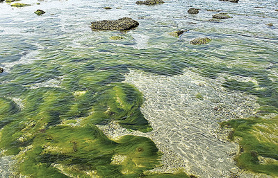 İklim krizine karşı doğal bariyer: Yosun çiftlikleri