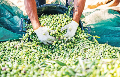 Ayvalık’ta lisanslı depoculukla fiyatı ‘borsa’ belirleyecek