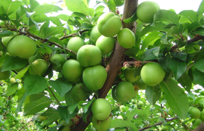 Sezona 8 bin lirayla başlayan erik fiyatında son durum!