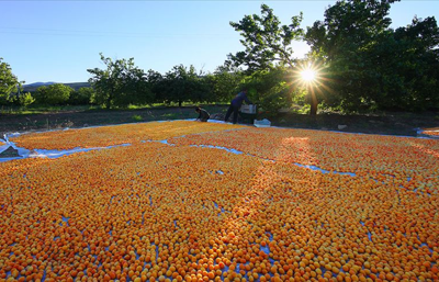 Yılın ilk çeyreğinde Malatya kayısısının ihracat hacmi 90 milyon doları aştı