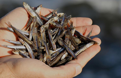 Türk hamsisi 9 milyon dolarlık ihracat geliri sağladı