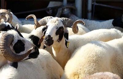 Kurban bayramı öncesinde hayvan nakillerine düzenleme
