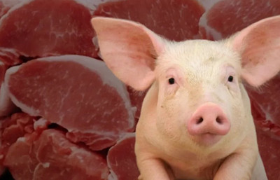 Domuz eti ihracatı yüzde 700 arttı