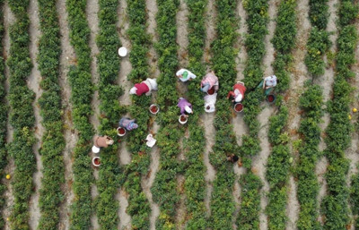 Çiftçilere yaklaşık 3,1 milyar lira destek ödemesi bugün yapılacak