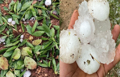 Ceviz büyüklüğünde yağan dolu, badem bahçelerine zarar verdi