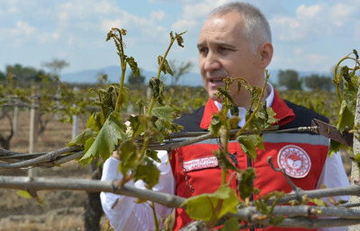 Don zararı sonrası bağlarda neler yapmak gerekir?