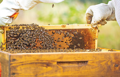 “Dünyada satılan balın yarısı sahte”
