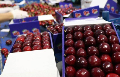 ZMO'dan çiftçiye acil destek çağrısı: Meyve ve sebze fiyatları uçacak, ihracat düşecek!