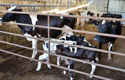 Tarım Bakanlığı’ndan dev destek: 5 milyar lira hesaplara geçiyor