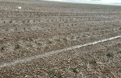 Aksaray'ı dolu afeti vurdu: 50 bin dekar arazi zarar gördü