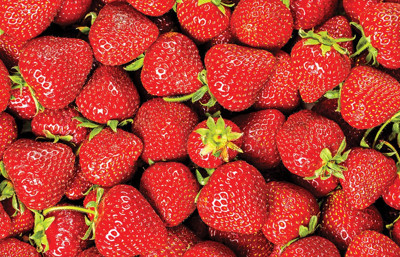 Erikli’den sürdürülebilir tarım hamlesi