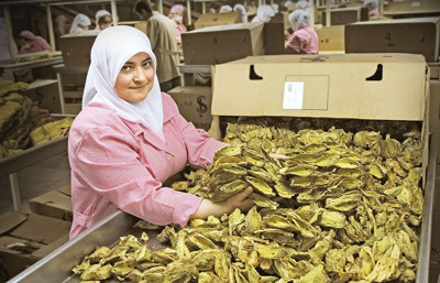 Tütün ihracatı 1 milyar doları aştı