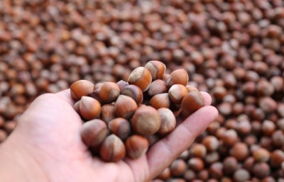 Ticaret borsalarında fındık bereketi: 10 ayda 606 bin tondan fazla işlem