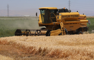 Türkiye'nin 'tahıl ambarı'nda tarlalar boş kaldı: Konya Ovası’nda verim 100 kilonun altına düştü