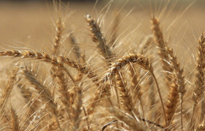 Küresel hububat üretiminde tüm zamanların en yüksek seviyesi bekleniyor