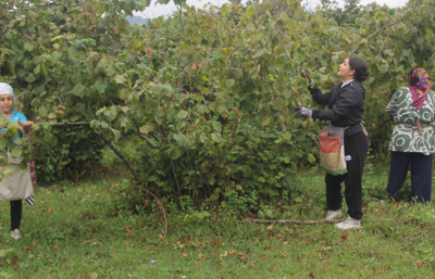 Yeşil altında hasat başladı, fındık alım fiyatları merak konusu