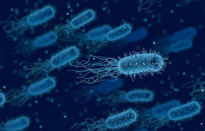 Vibrio vulnificus nedir? Et yiyen bakteri Türkiye'de var mı? Vaka sayısı nedir?