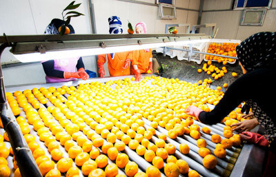 Ege narenciye üretiminde sert kayıp: Rekolte yüzde 34 düştü