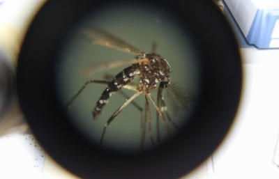 Chikungunya nedir, belirtileri neler? Chikungunya vaka sayısı ve ölüm sayısı kaç oldu?