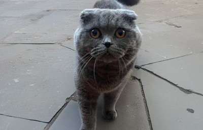 Tedavide yeni kapılar aralandı: Kediler kansere umut oldu