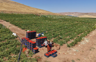 Manavda 25 tarlada 8 TL! Domates hasadı başladı