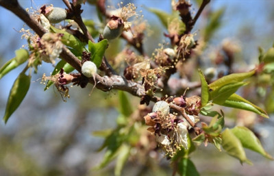 Malatya’da zirai donun yarası destek ödemeleriyle sarılacak