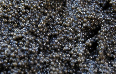 Gramı 1 euro! Türkiye’nin siyah havyarı dünya sofralarında