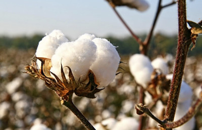 'Better Cotton' lisanslı üretim artırılacak