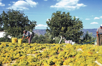 TARSİM 1,1 milyar lirayı aşkın hasar ödedi
