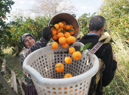 Havran mandalinasında üretimin yarısı komşu ülkelere satılıyor - Resim : 1